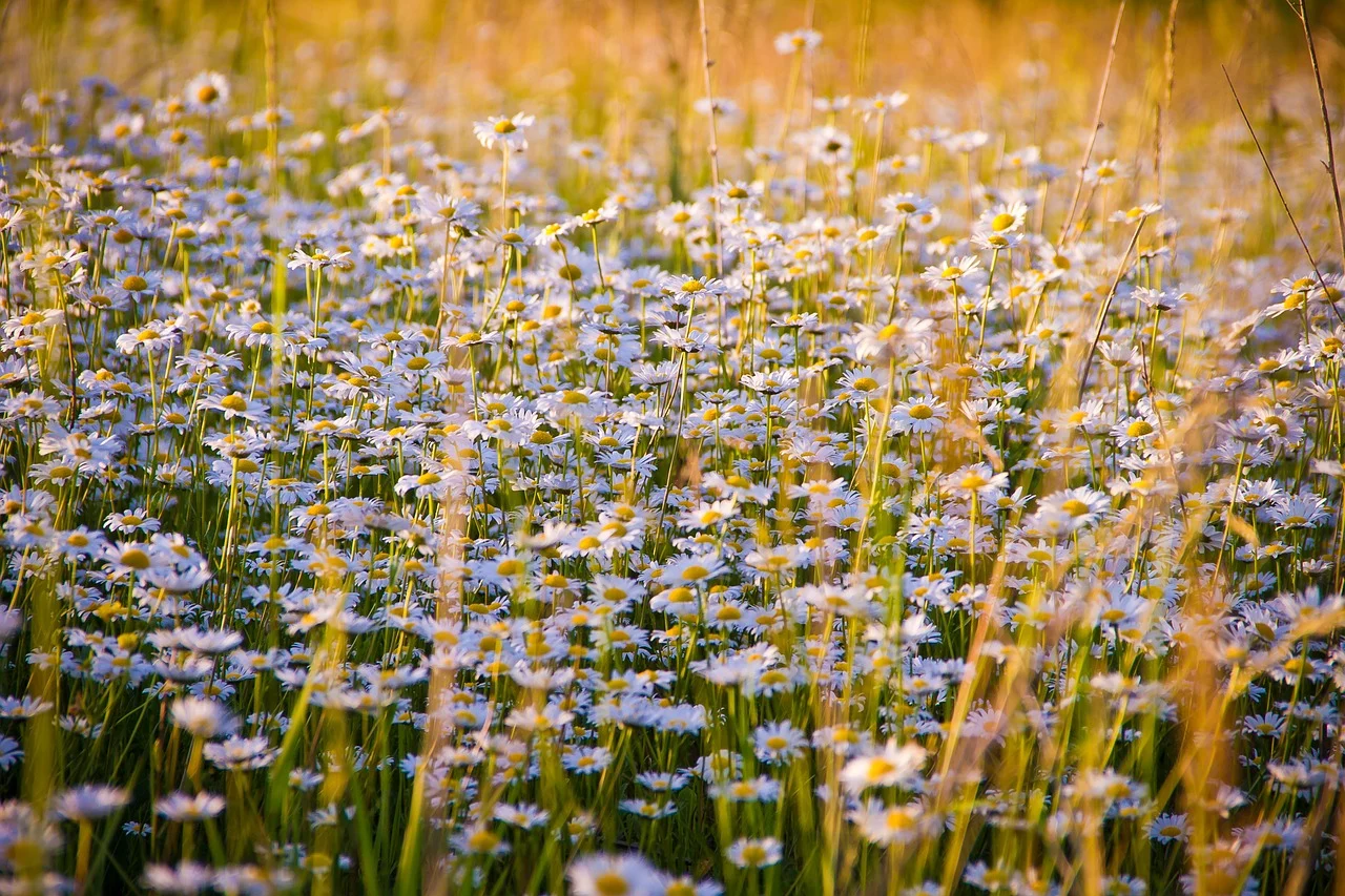 plante care ajuta la reglarea ciclului menstrual