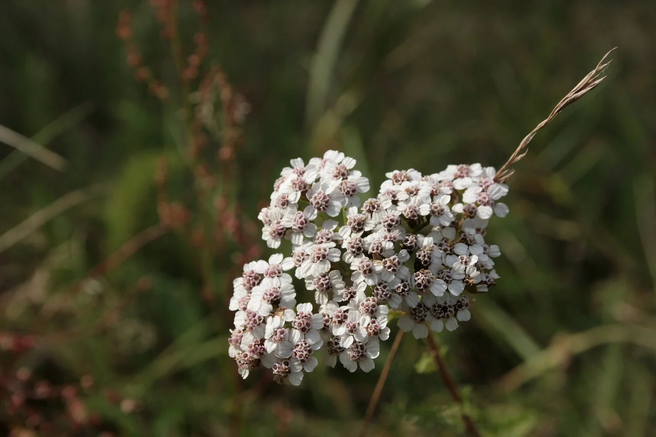 plante care opresc menstruatia