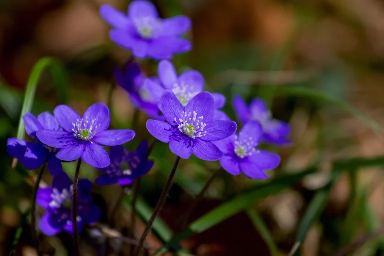 plante care au trait cu milioane de ani in urma