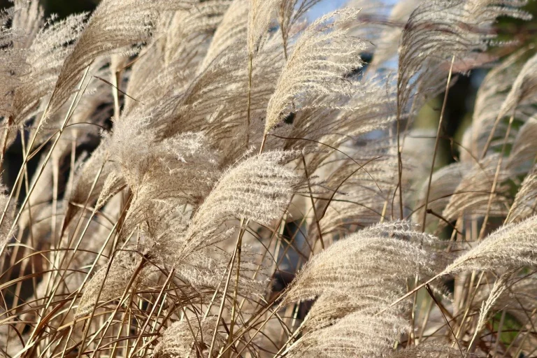 plante care iti dau energie