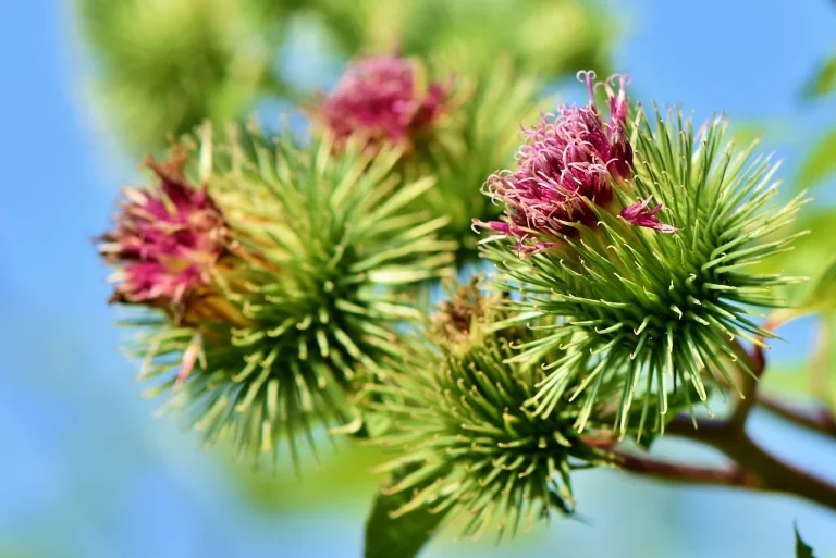 plante care topesc grasimea de pe burta