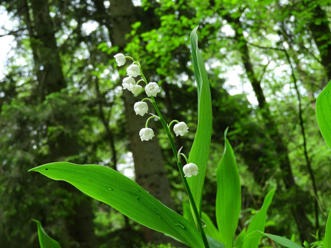 plante care cresc in padure