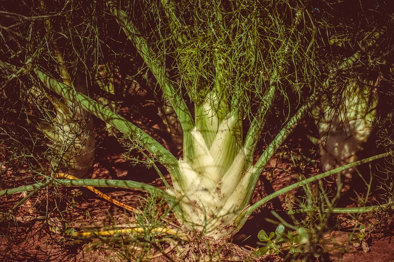 plante care scad rezistenta la insulina