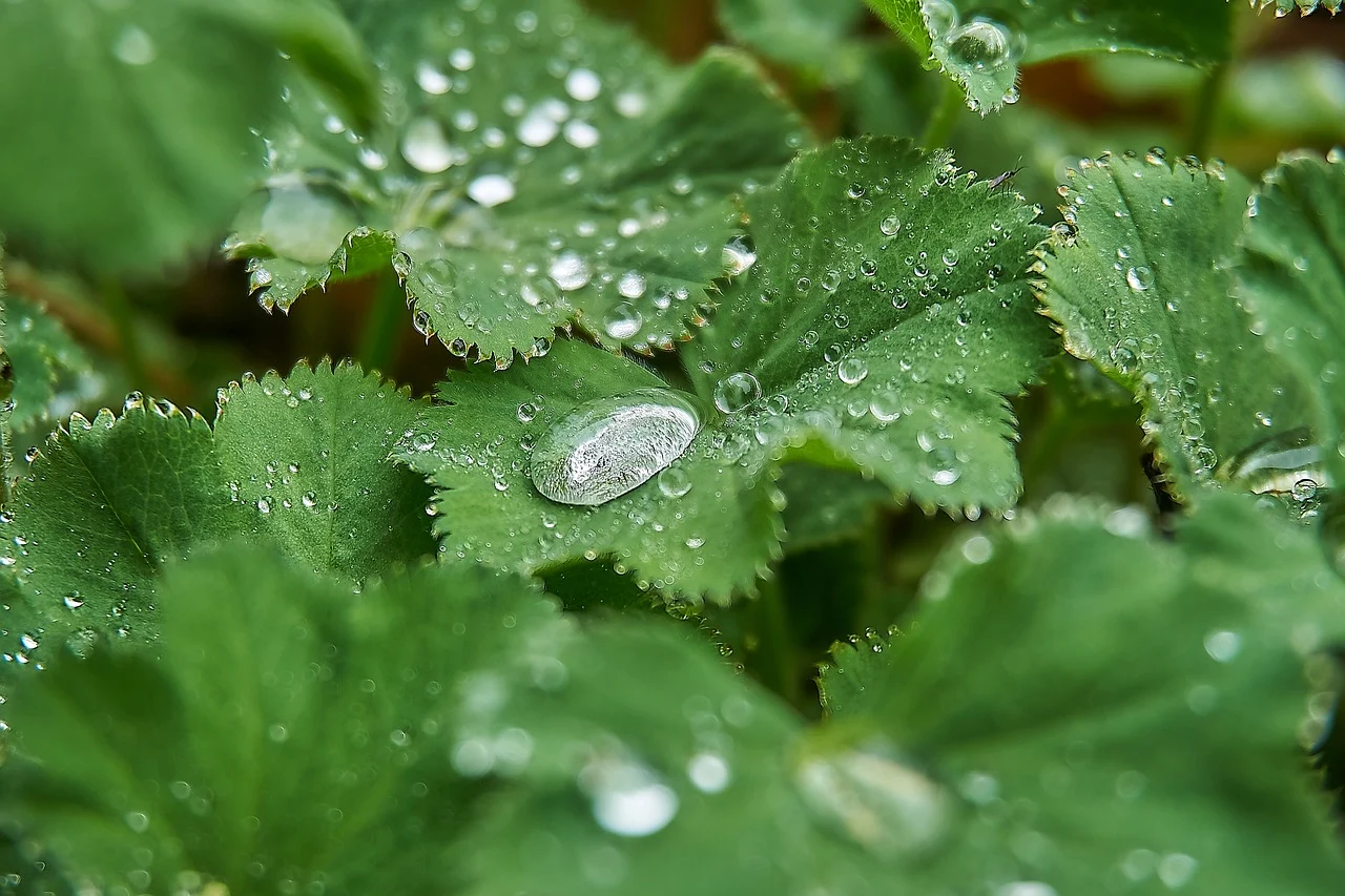 plante care cresc fertilitatea la femei