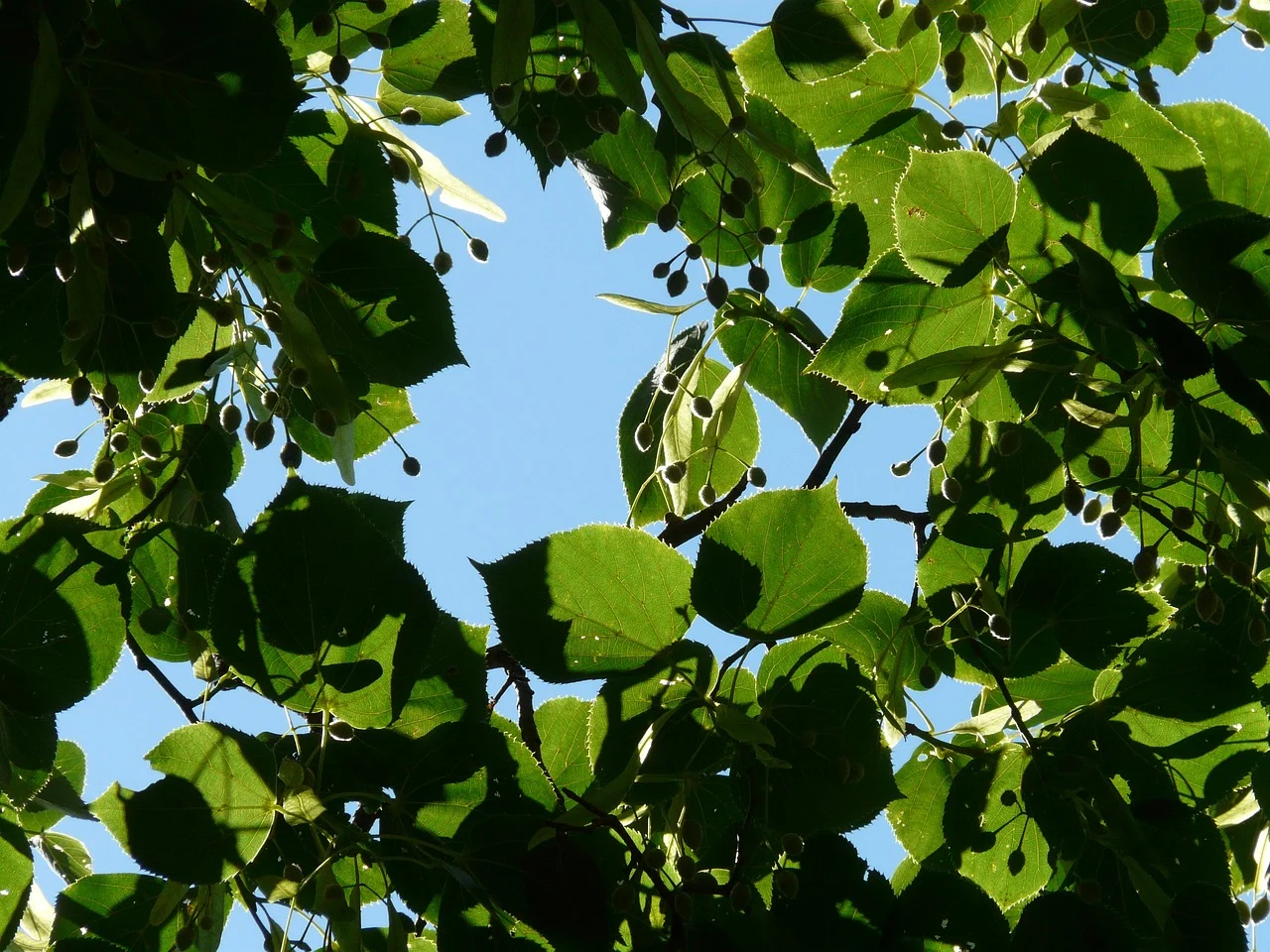 plante care te ajuta sa dormi