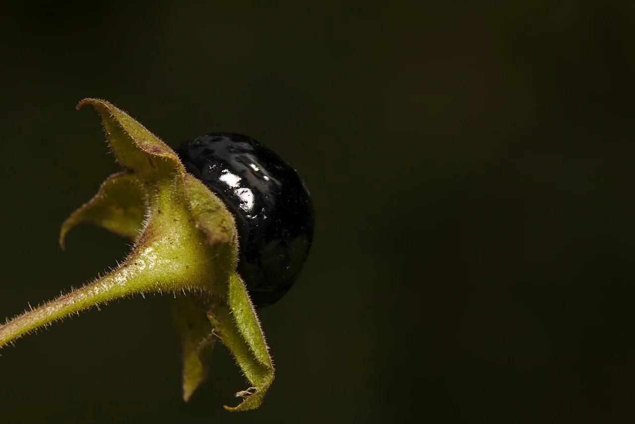 plante care dauneaza omului