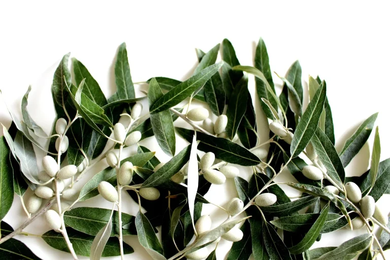 plante care contin salvestroli