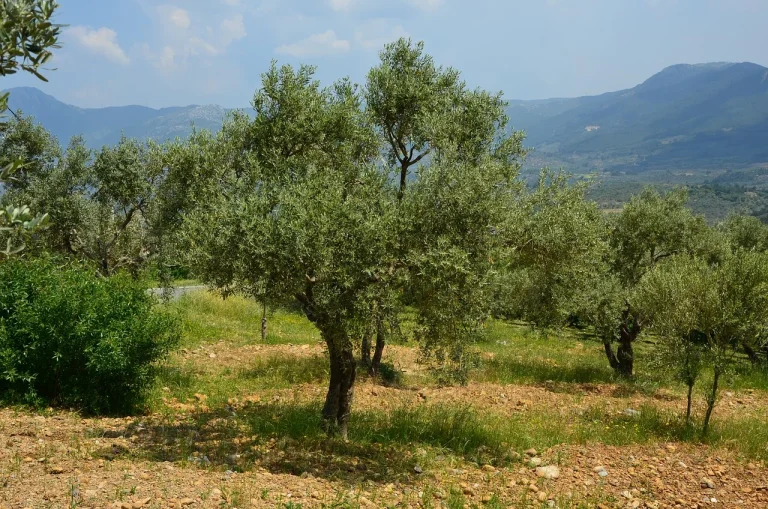 crema cu uree 30 si ulei de masline prospect