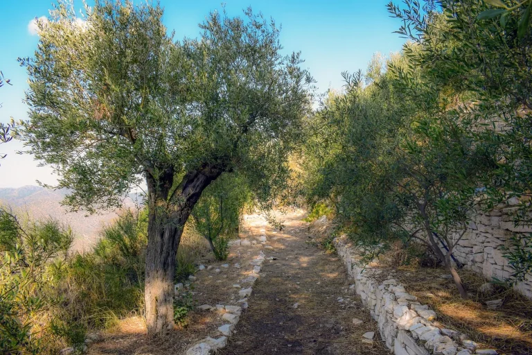 ulei de masline baut seara inainte de culcare