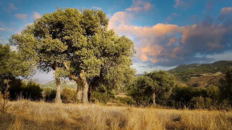 masca de par cu ou si ulei de masline
