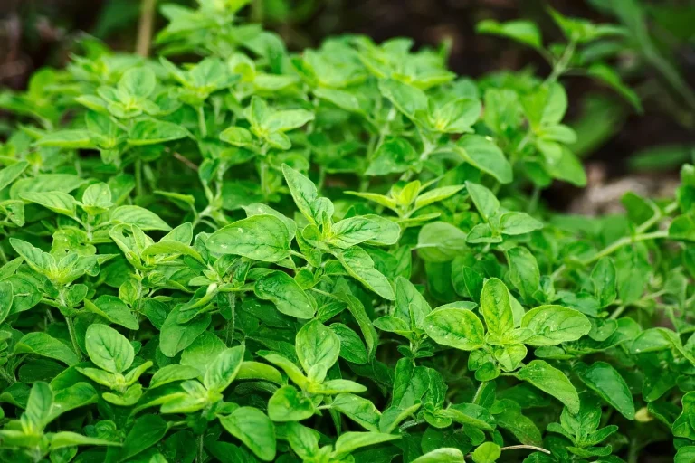 ulei esential oregano