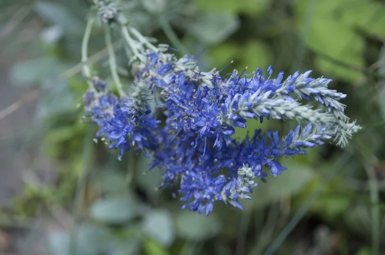 ulei esential de lavanda