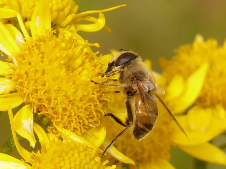 ulei de arnica beneficii