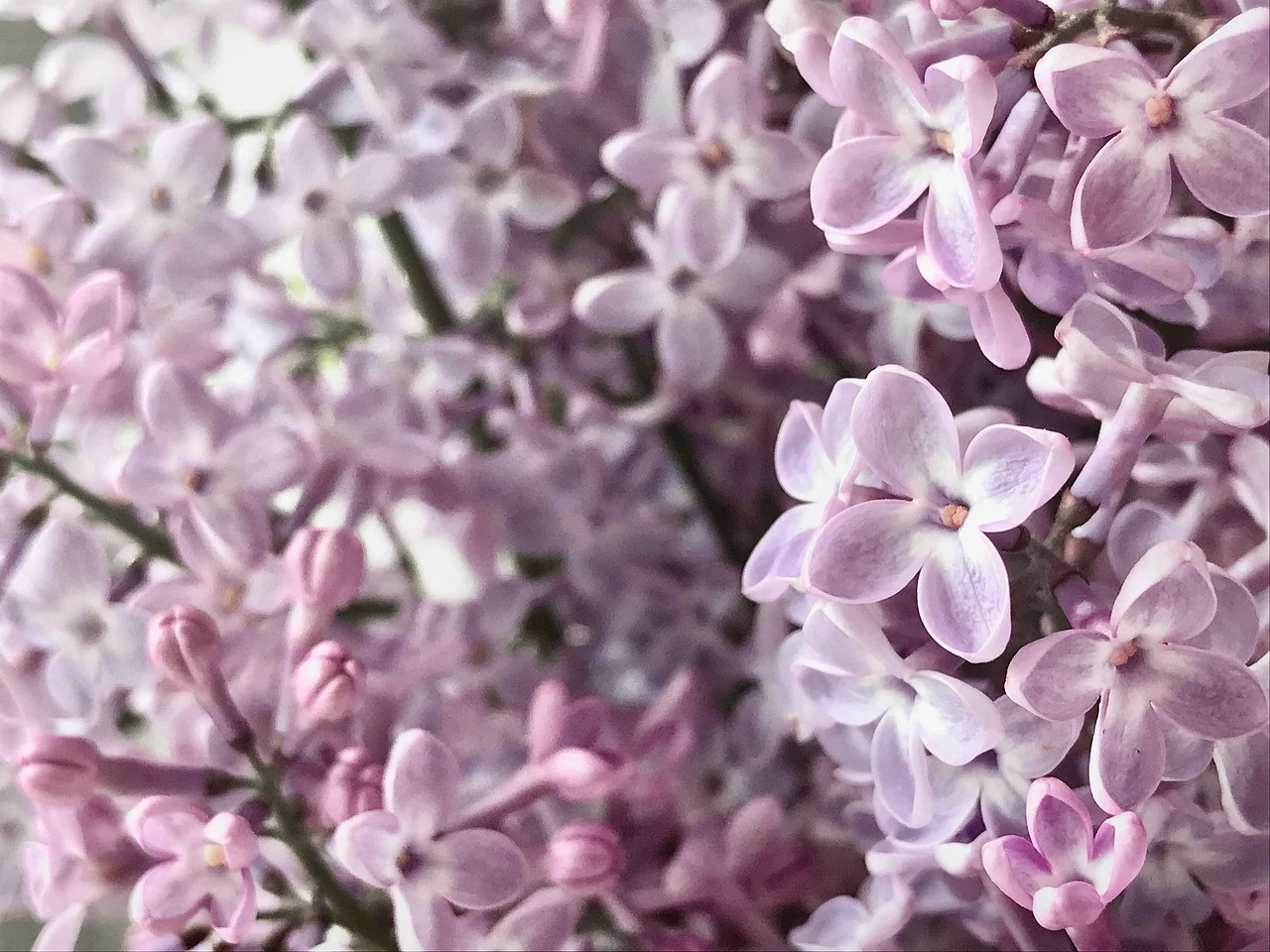ulei de lavanda beneficii pentru par