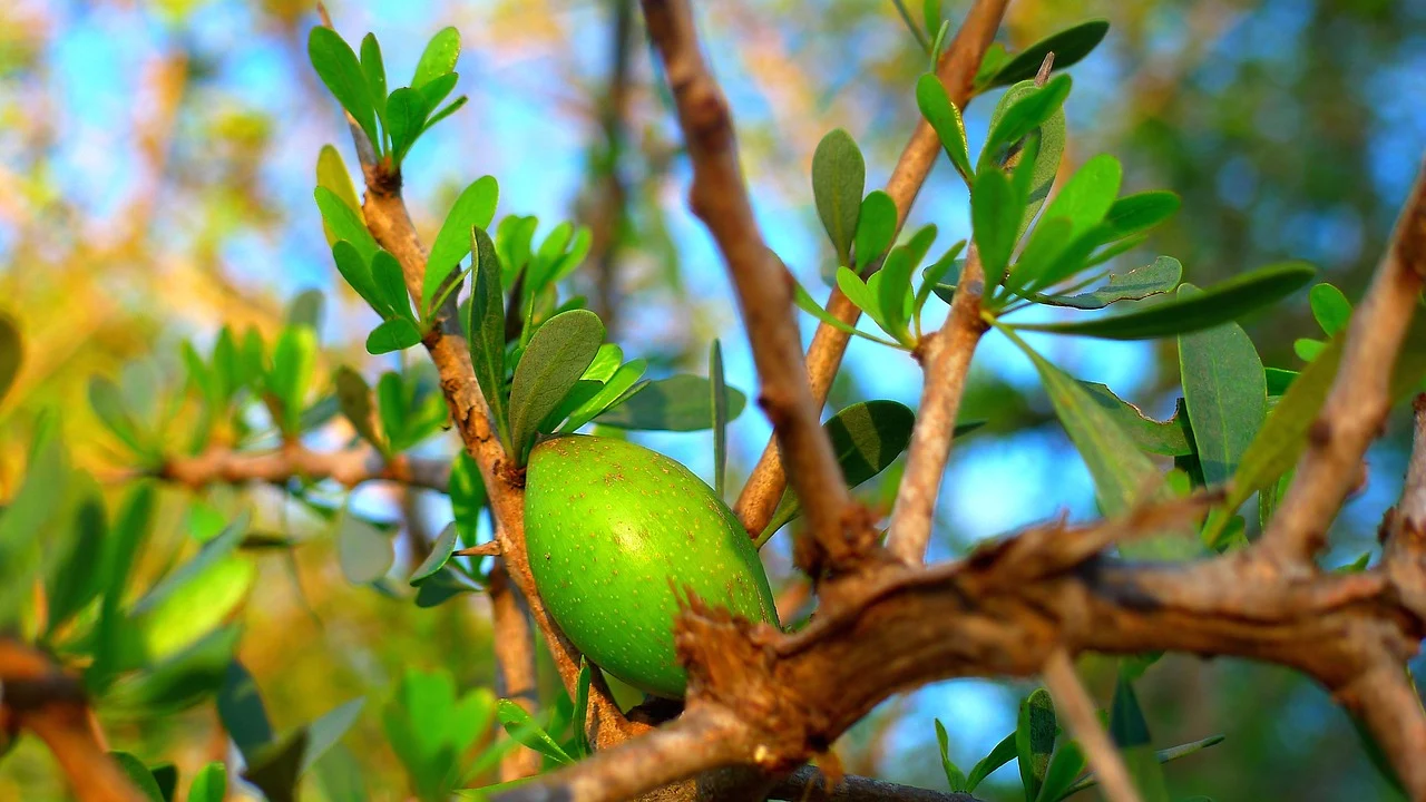 ulei argan pentru un ten fara riduri