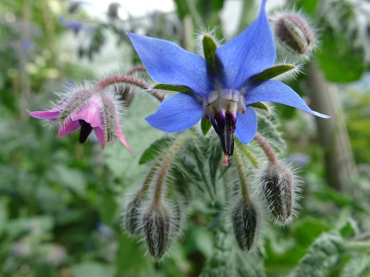 ulei de borago