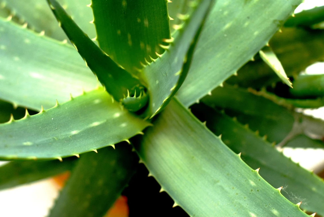 masca de fata cu aloe vera si ulei de masline