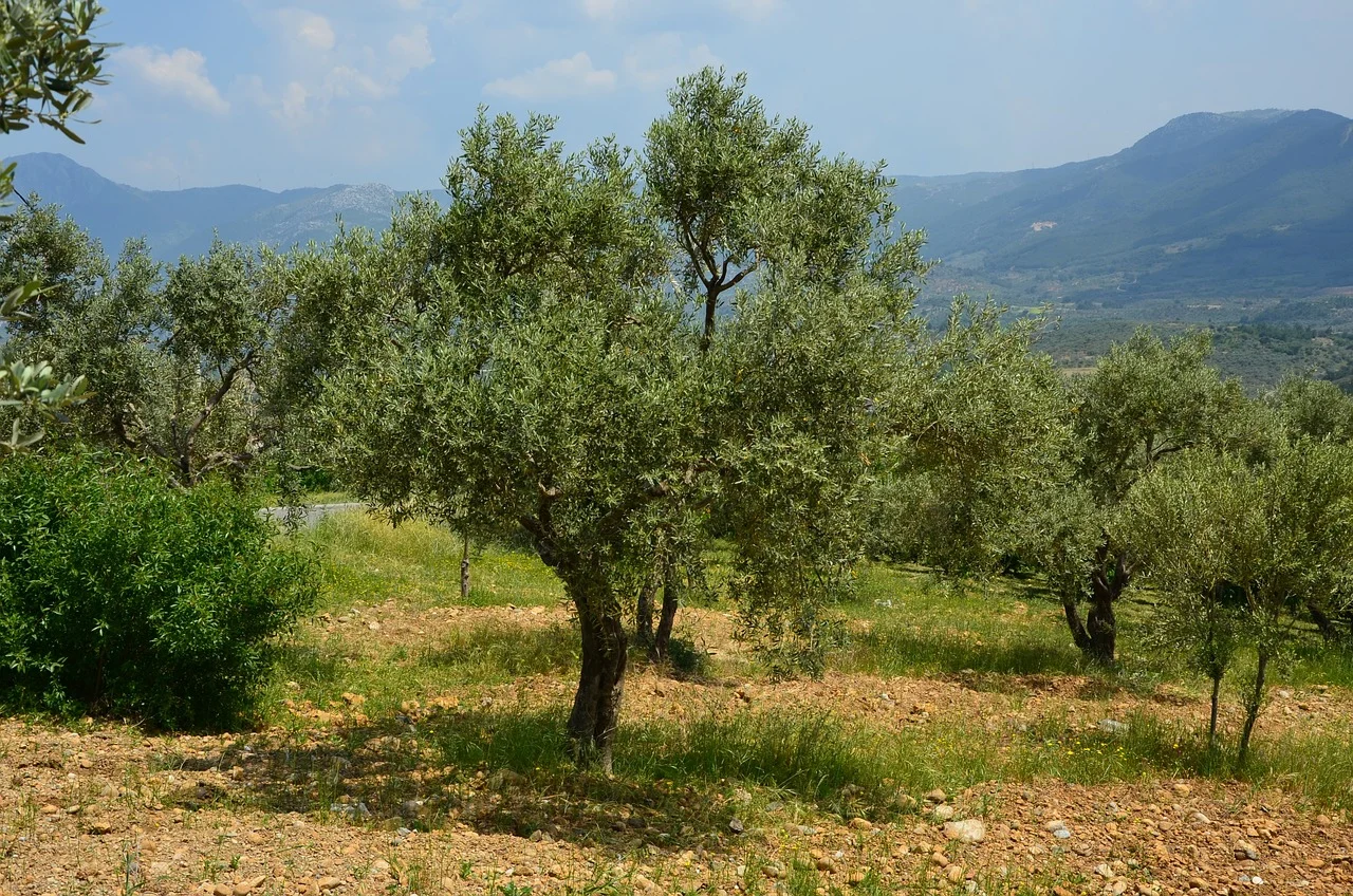 masca de fata cu bicarbonat si ulei de masline