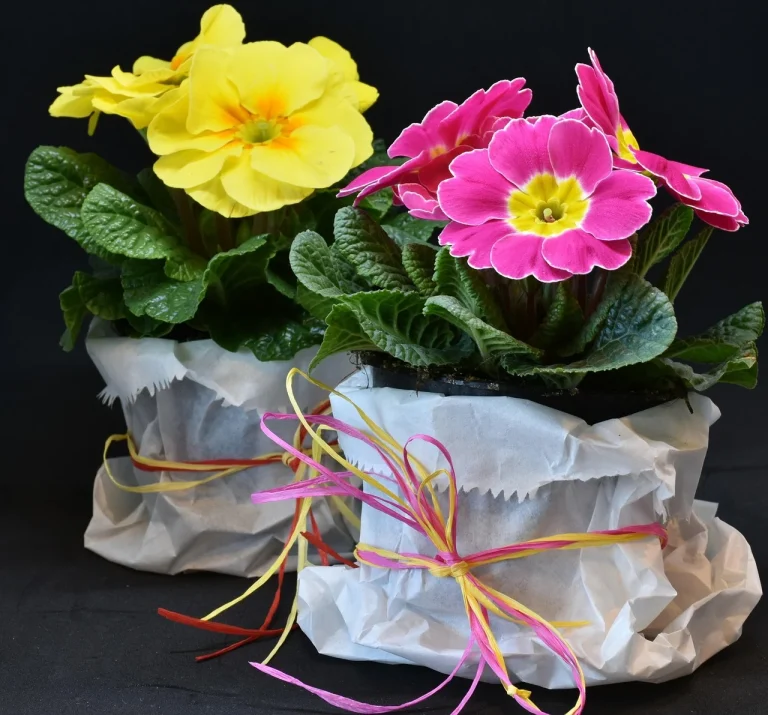 ulei de primula