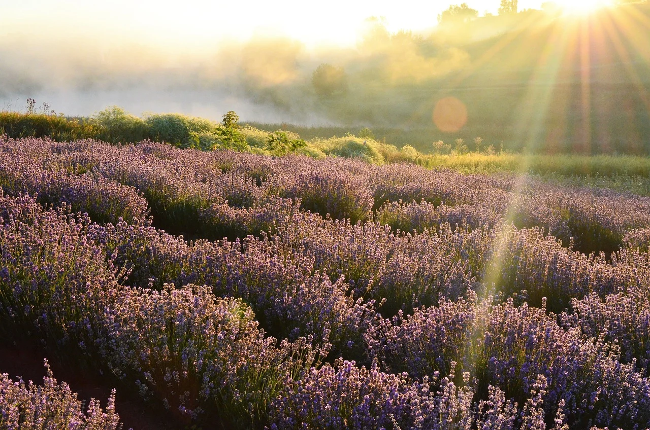 ceaiul de lavanda