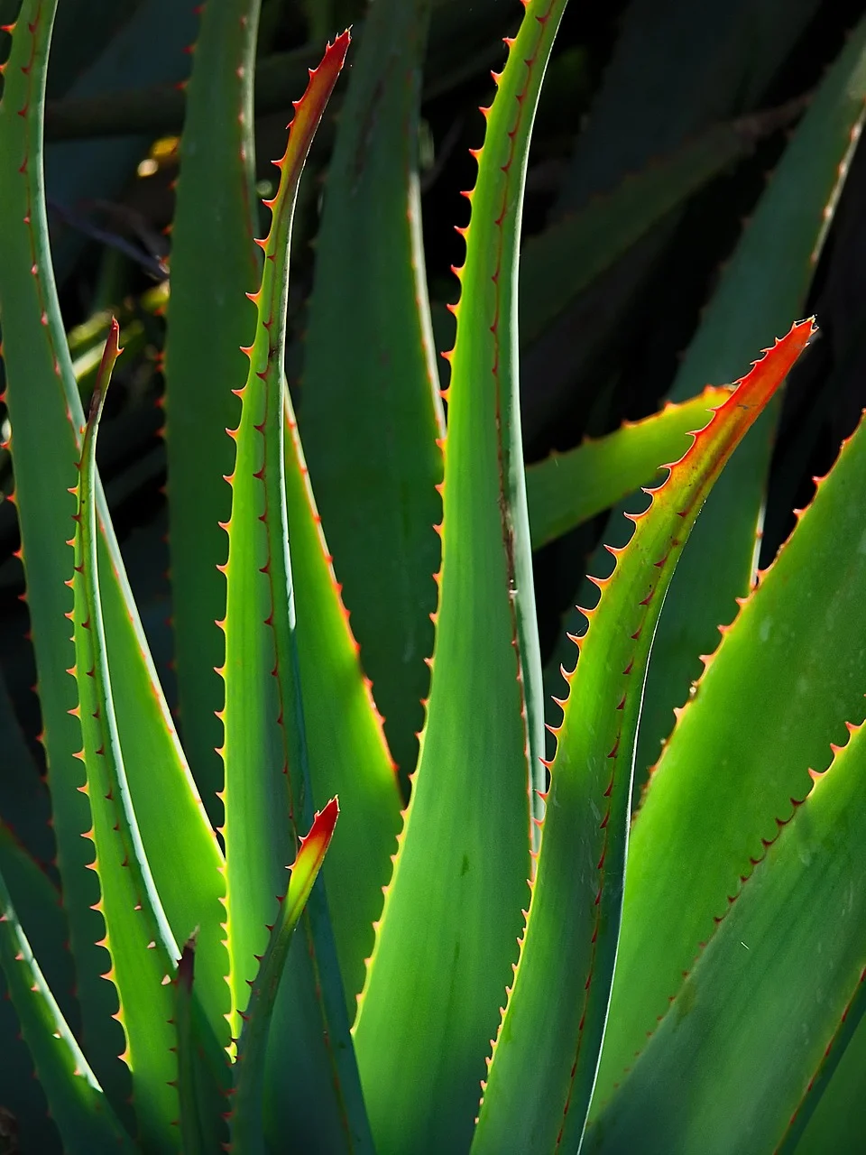 masca de fata cu aloe vera facuta in casa