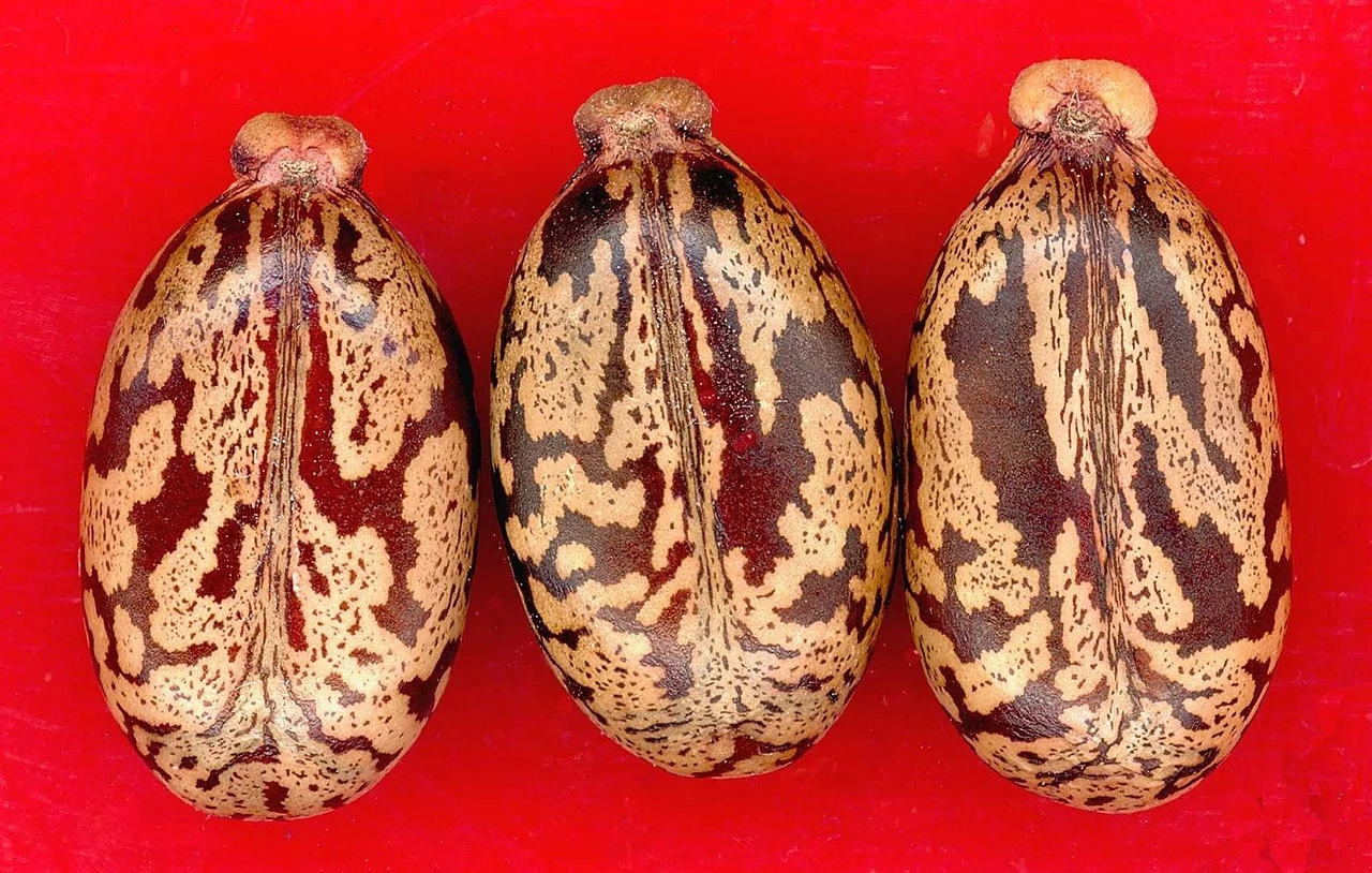 masca de par cu ulei de ricin si ou