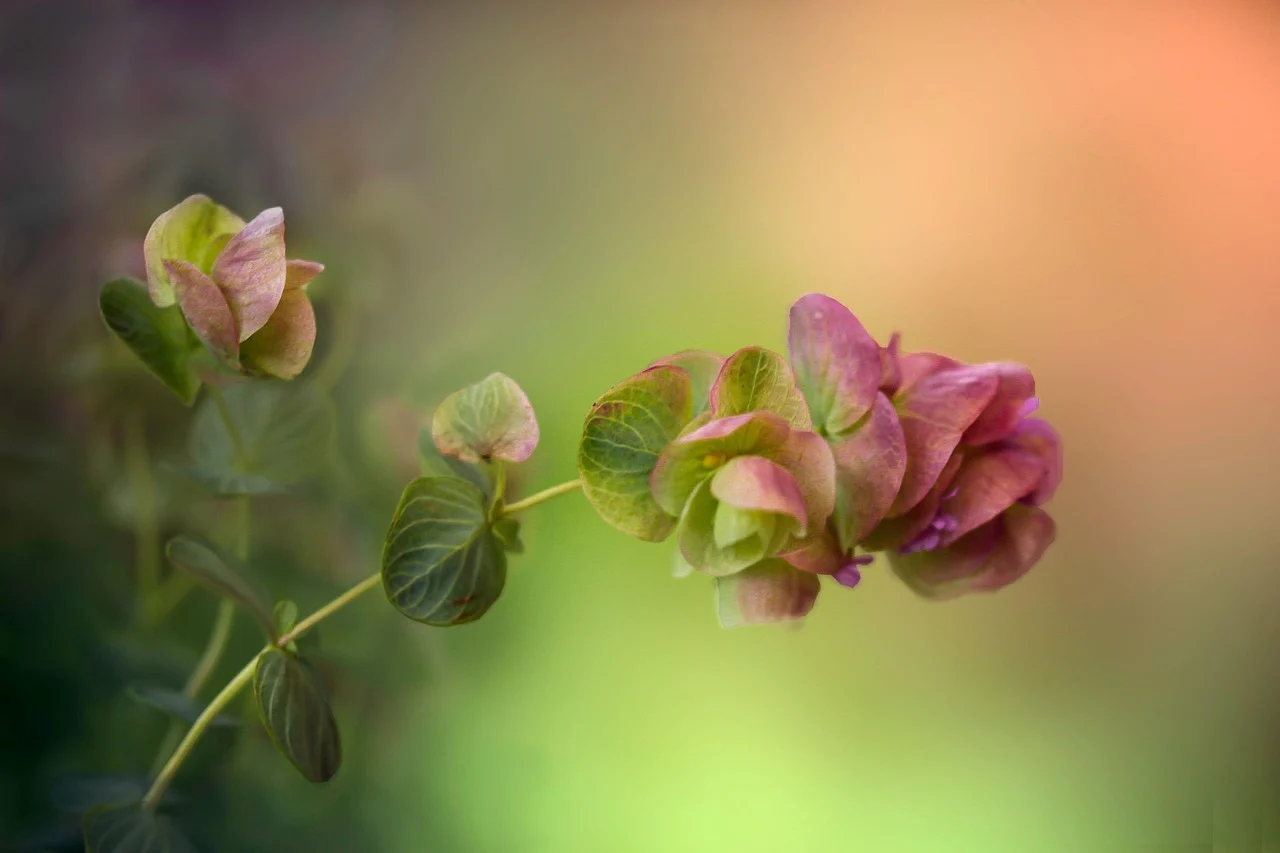 ulei esential de oregano