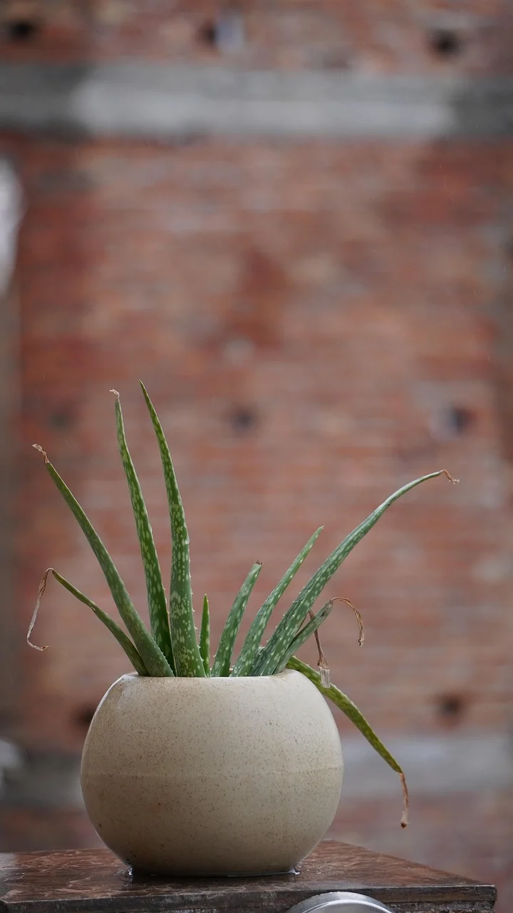 masca de fata cu aloe vera si miere
