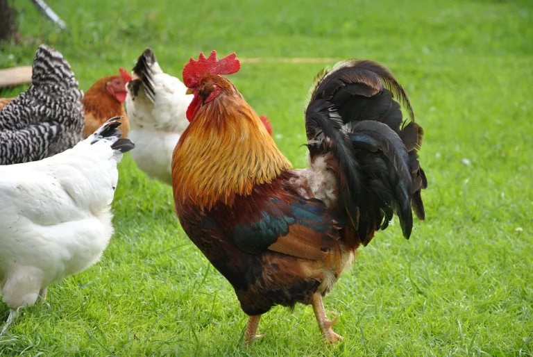pentru ce este bun ceaiul verde