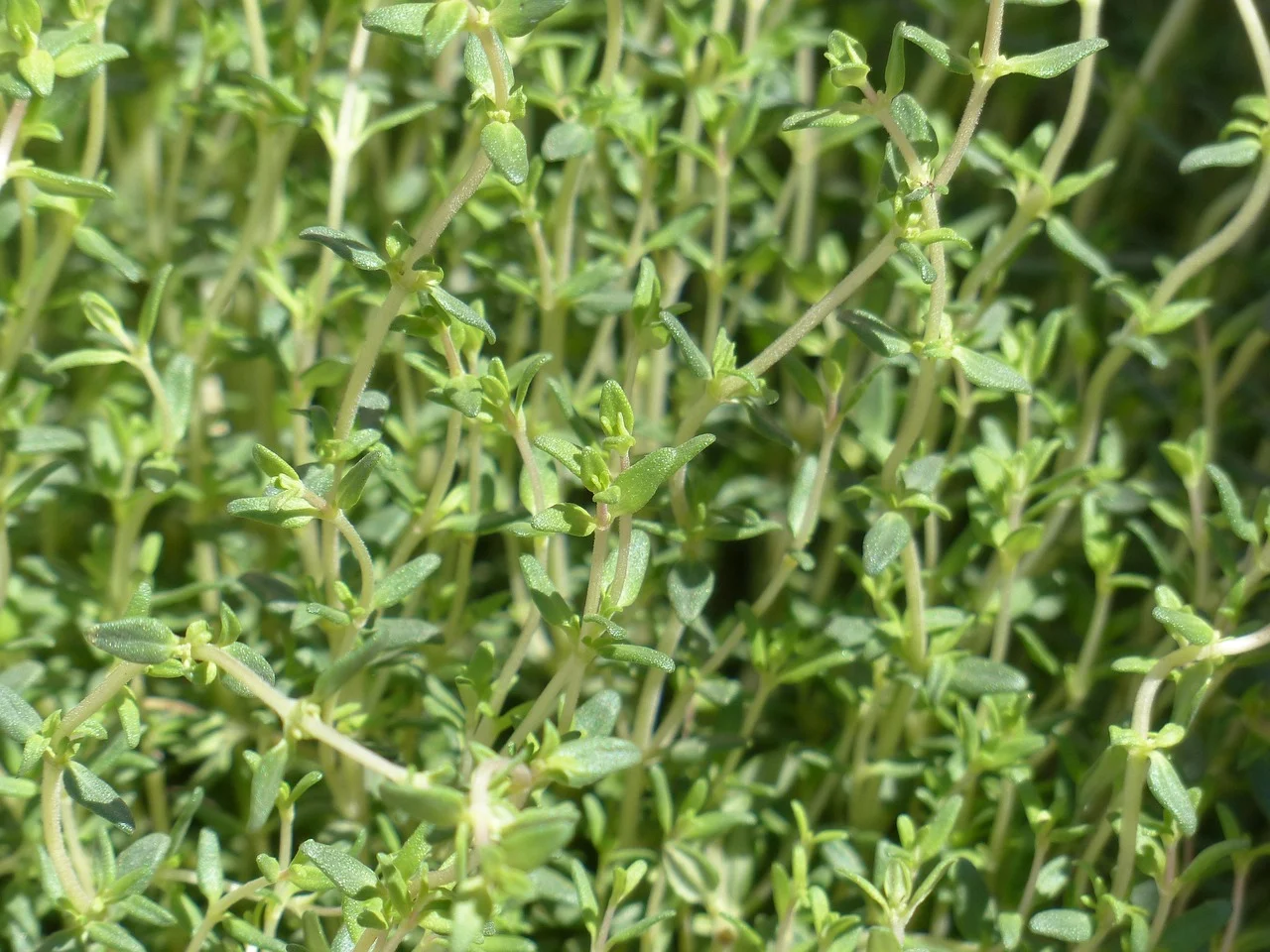 ulei de cimbrisor