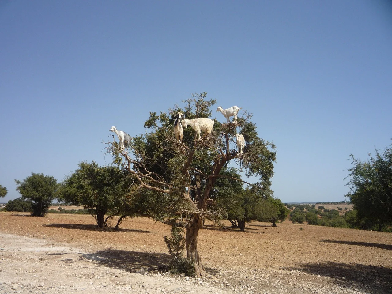 ulei argan