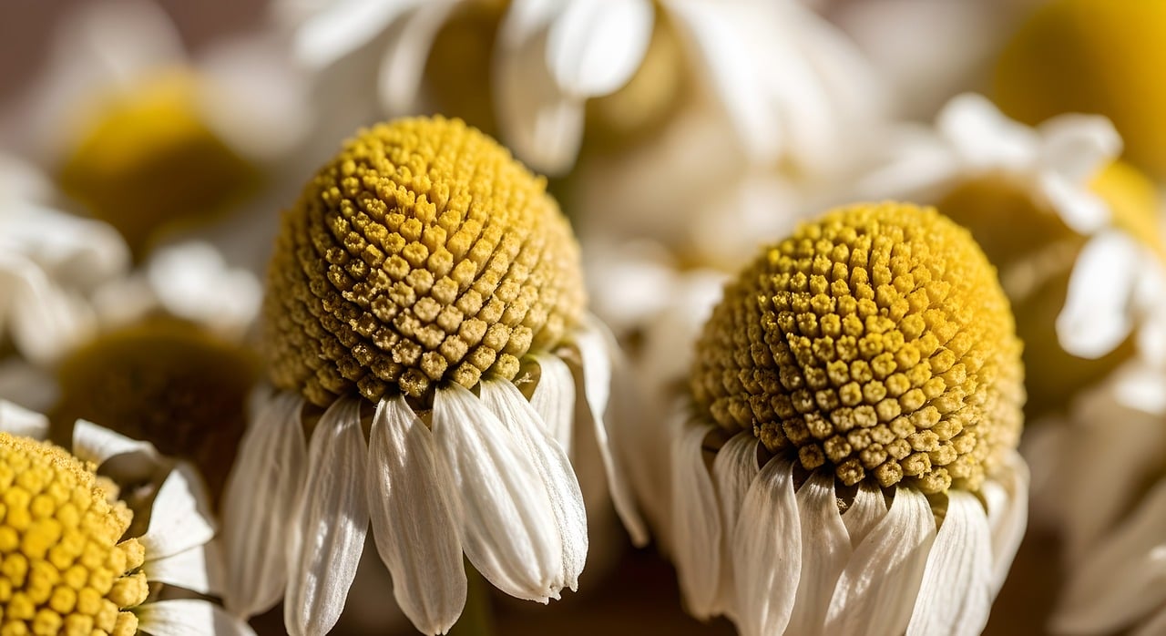 haraiala in piept remedii naturiste