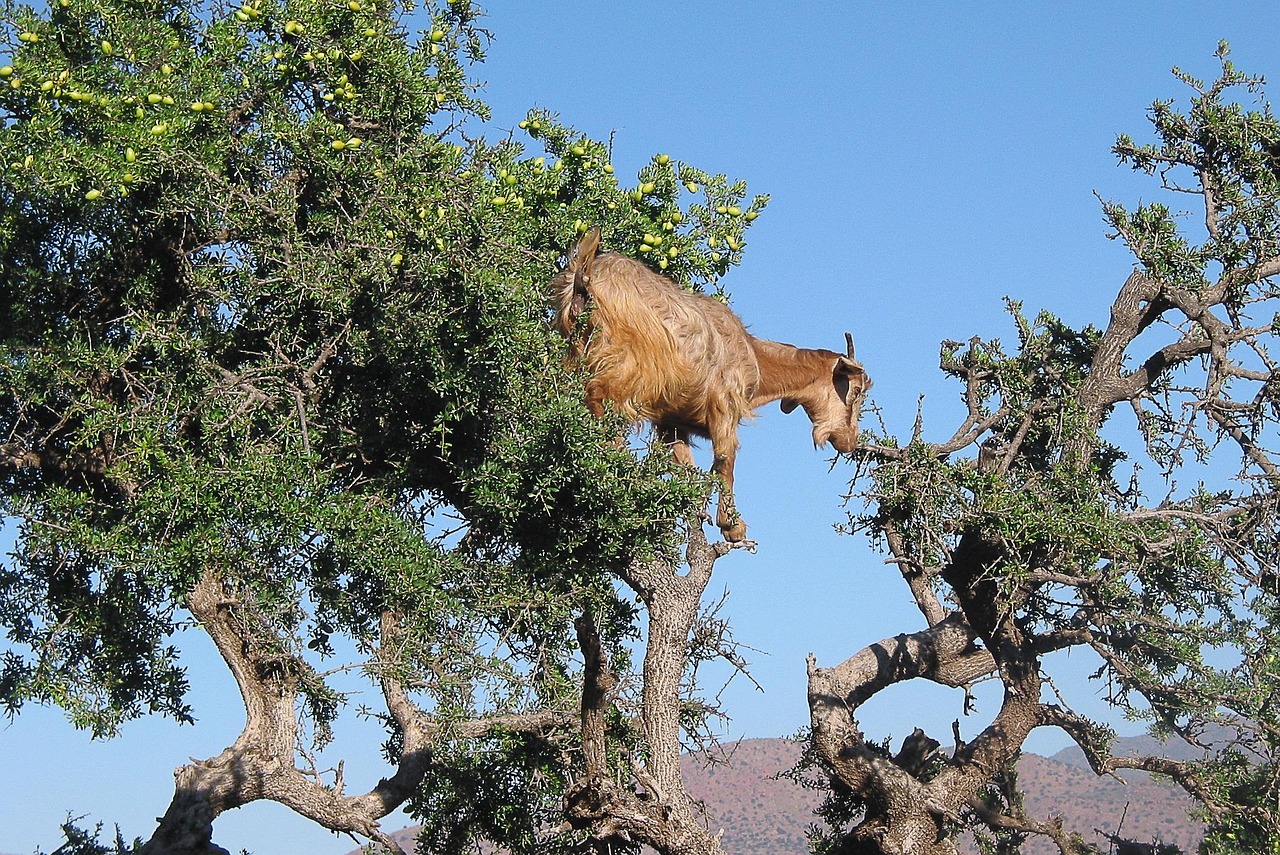 ulei argan